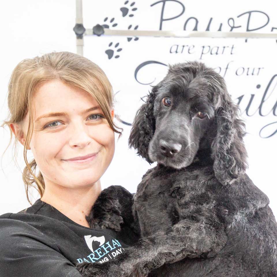 Dog Grooming FAQs Dog Groomers Barehams Orsett