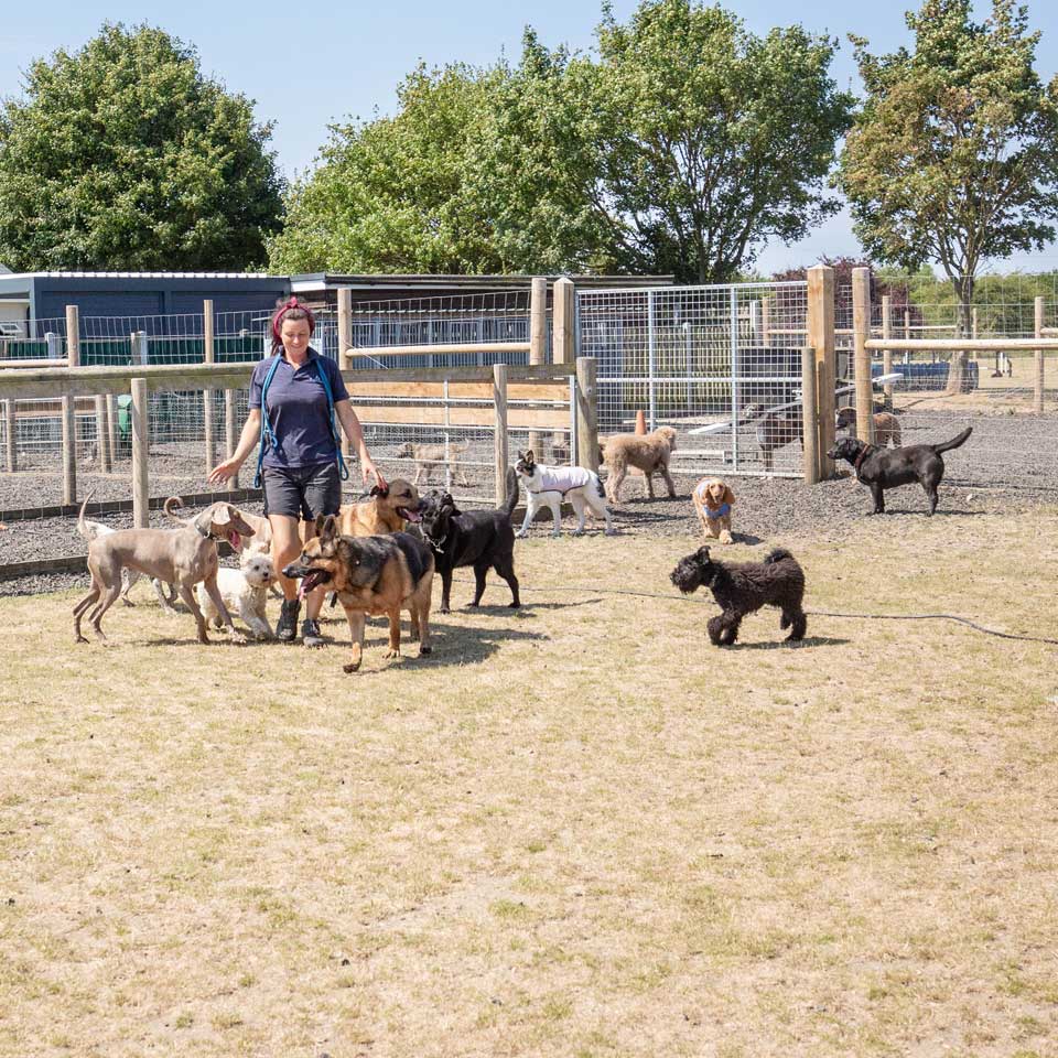 Doggy Day Care Centre for Dogs at Barehams Boarding & Daycare Centre Orsett, Grays, Thurrock