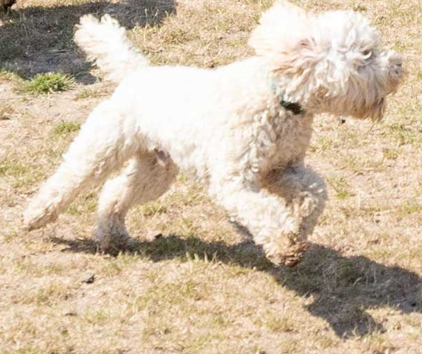 Doggy Day Care Centre for Dogs at Barehams Boarding & Daycare Centre Orsett, Grays, Thurrock