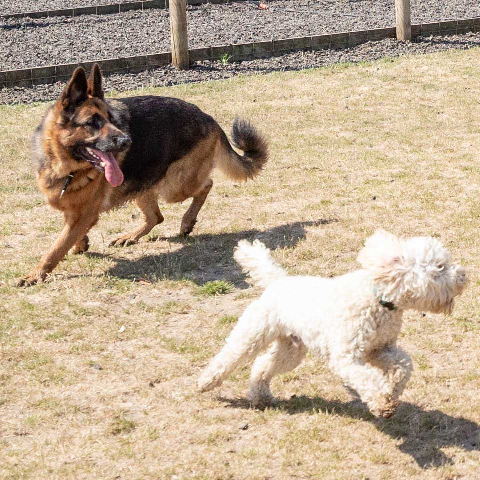 Doggy Day Care Centre for Dogs at Barehams Boarding & Daycare Centre Orsett, Grays, Thurrock