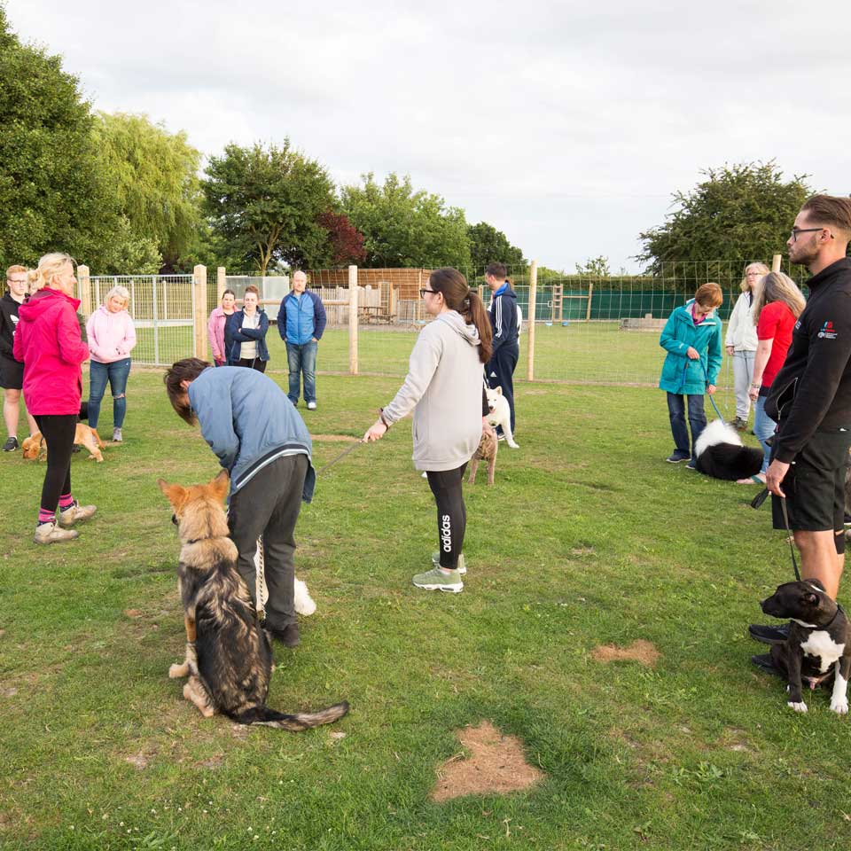 obedience training classes at Barehams Boarding & Daycare Centre Orsett, Grays, Thurrock