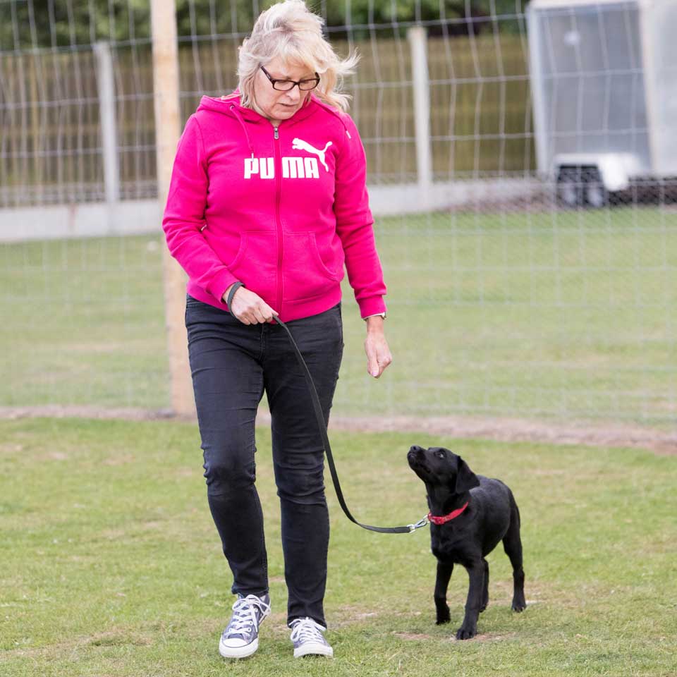 Puppy training classes at Barehams Boarding & Daycare Centre Orsett, Grays, Thurrock