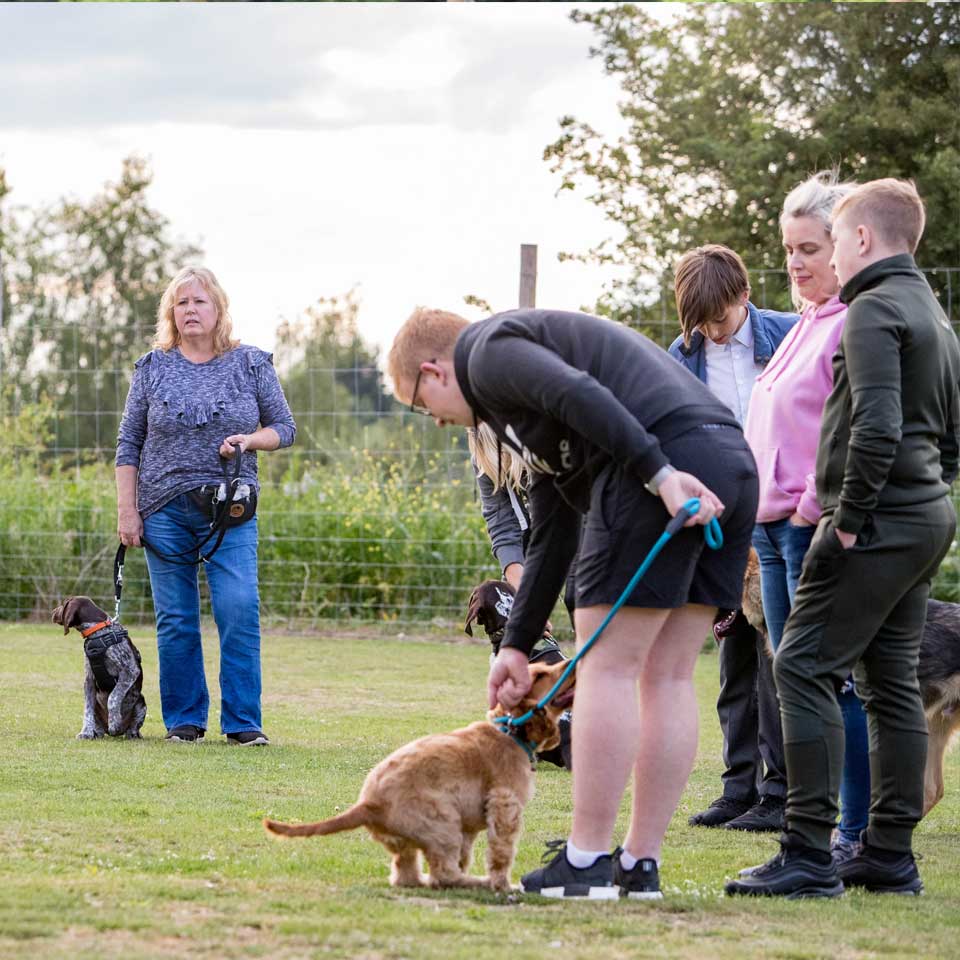 Puppy training classes at Barehams Boarding & Daycare Centre Orsett, Grays, Thurrock