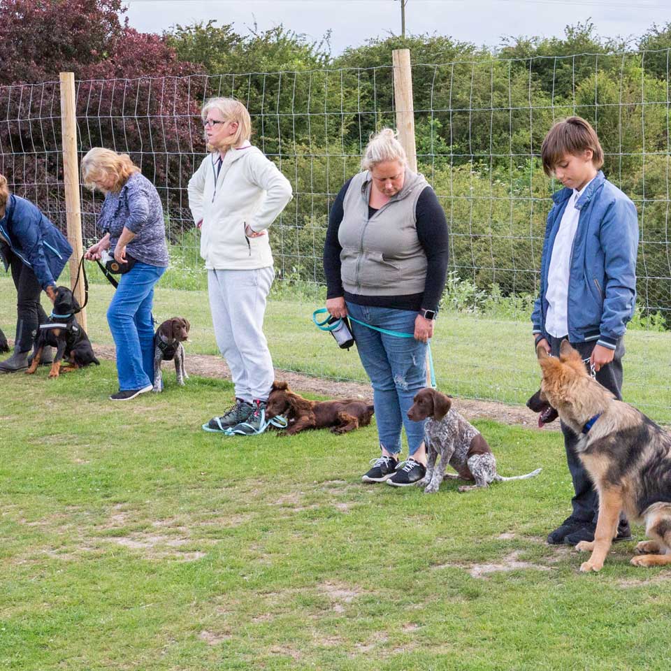 Puppy training classes at Barehams Boarding & Daycare Centre Orsett, Grays, Thurrock