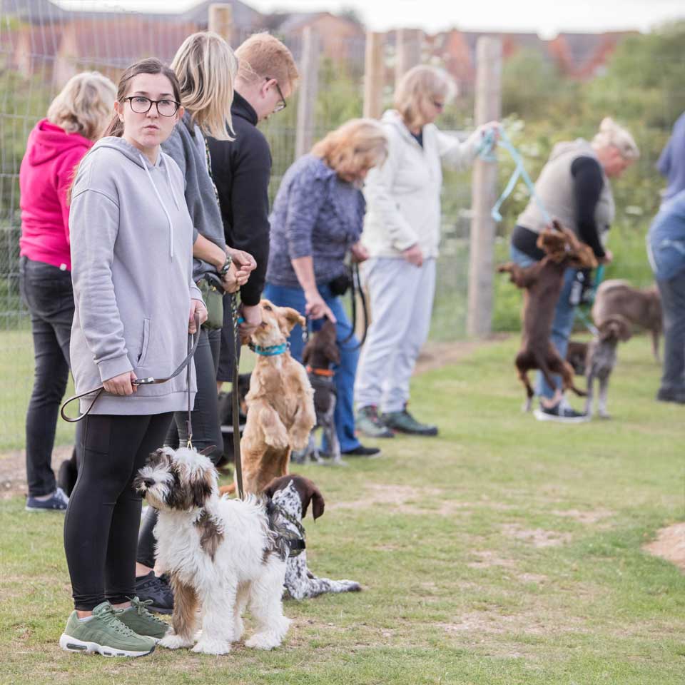 Puppy training classes at Barehams Boarding & Daycare Centre Orsett, Grays, Thurrock