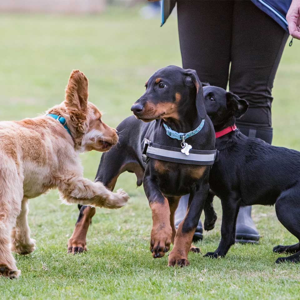 Puppy training classes at Barehams Boarding & Daycare Centre Orsett, Grays, Thurrock