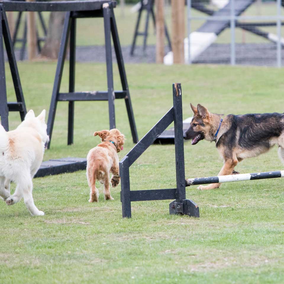 socialisation classes training classes at Barehams Boarding & Daycare Centre Orsett, Grays, Thurrock