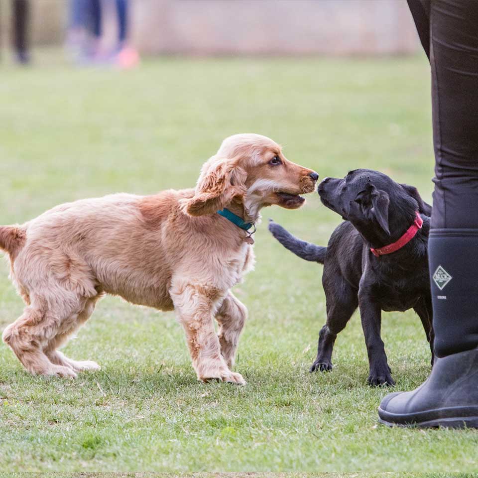 socialisation classes training classes at Barehams Boarding & Daycare Centre Orsett, Grays, Thurrock