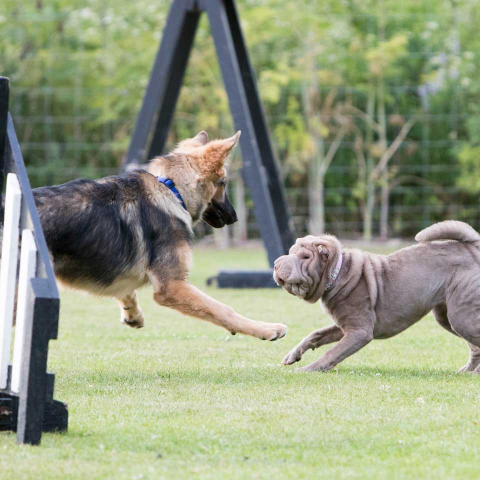 socialisation classes training classes at Barehams Boarding & Daycare Centre Orsett, Grays, Thurrock