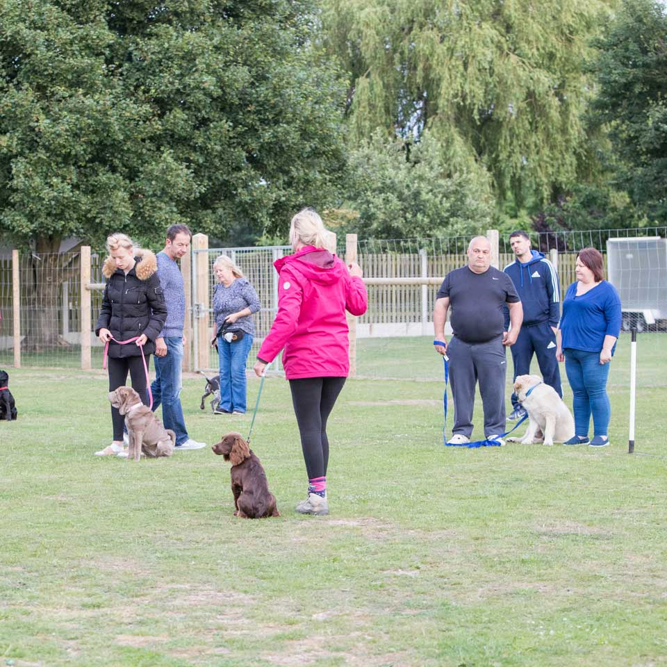 socialisation classes training classes at Barehams Boarding & Daycare Centre Orsett, Grays, Thurrock