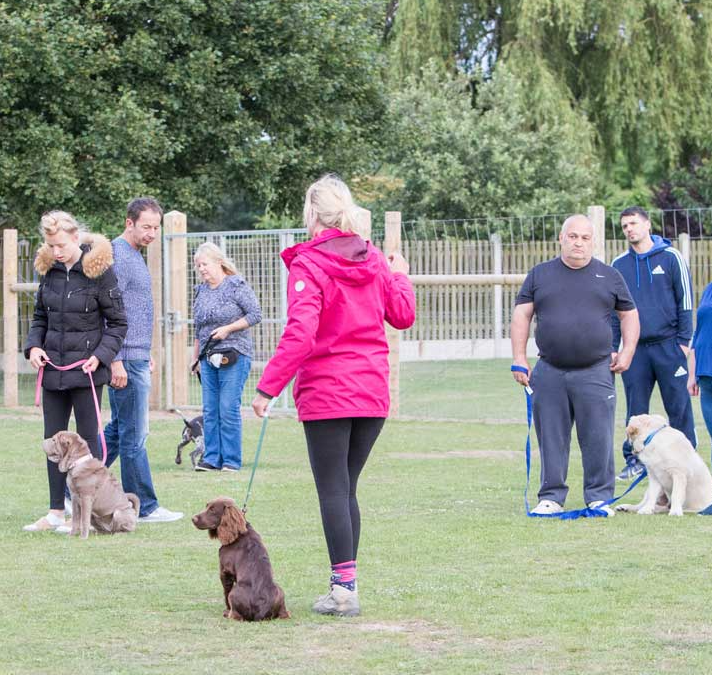 Dog Obedience Training Barehams Kennels. From a brush out to a full groom Grays, Thurrock Orsett