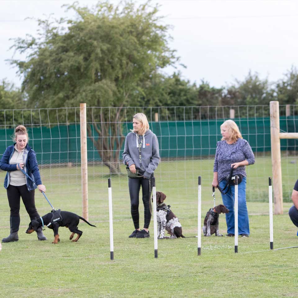 socialisation classes training classes at Barehams Boarding & Daycare Centre Orsett, Grays, Thurrock