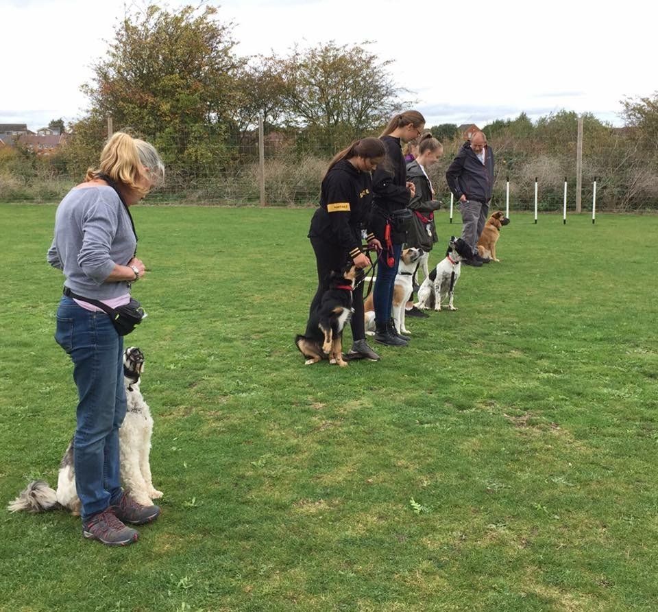 obedience training classes at Barehams Boarding & Daycare Centre Orsett, Grays, Thurrock