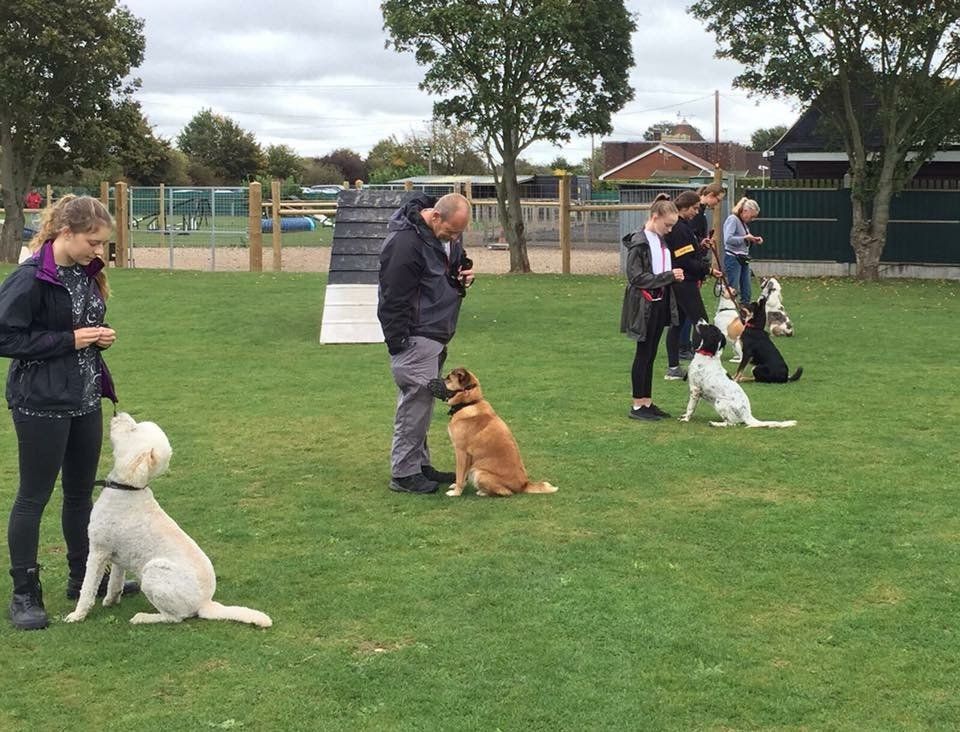 obedience training classes at Barehams Boarding & Daycare Centre Orsett, Grays, Thurrock