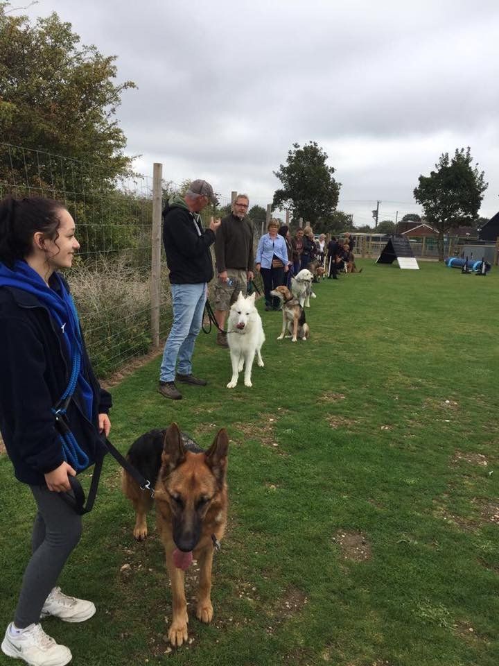 obedience training classes at Barehams Boarding & Daycare Centre Orsett, Grays, Thurrock