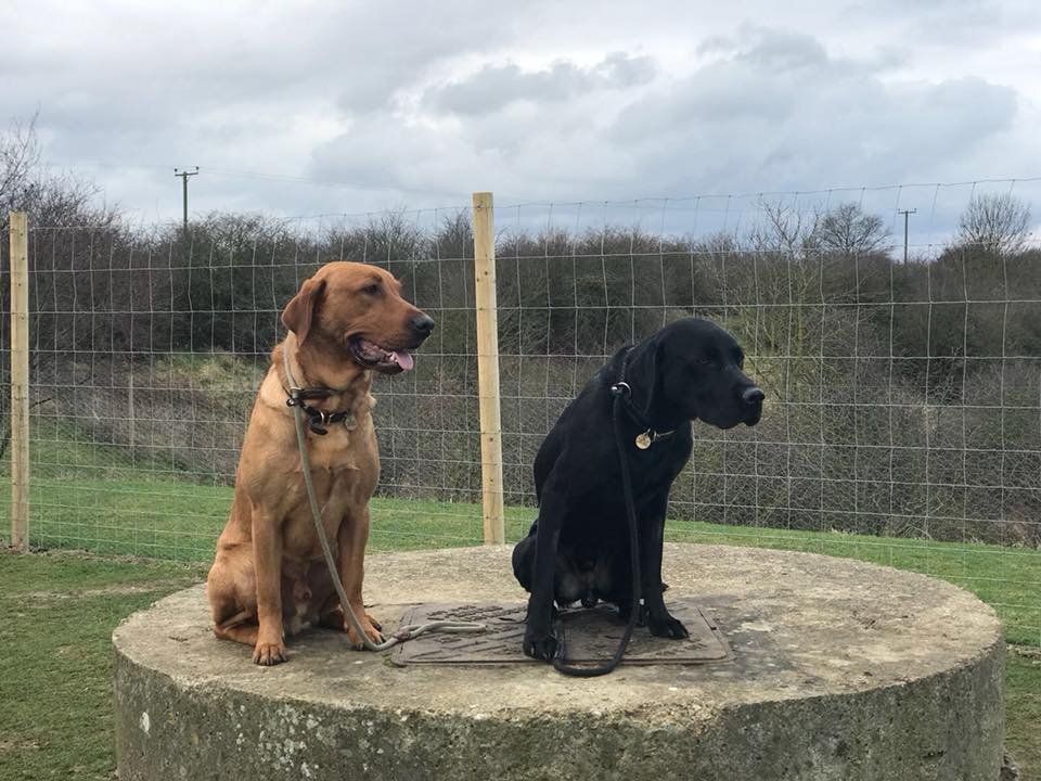 obedience training classes at Barehams Boarding & Daycare Centre Orsett, Grays, Thurrock