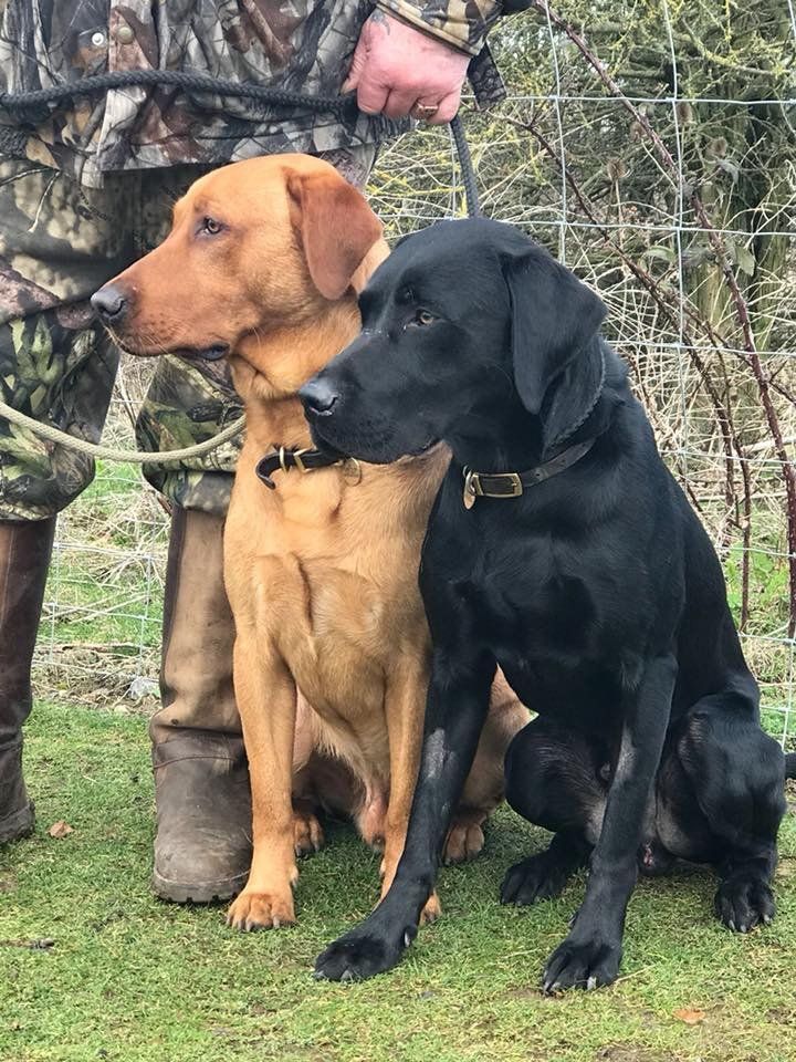 obedience training classes at Barehams Boarding & Daycare Centre Orsett, Grays, Thurrock