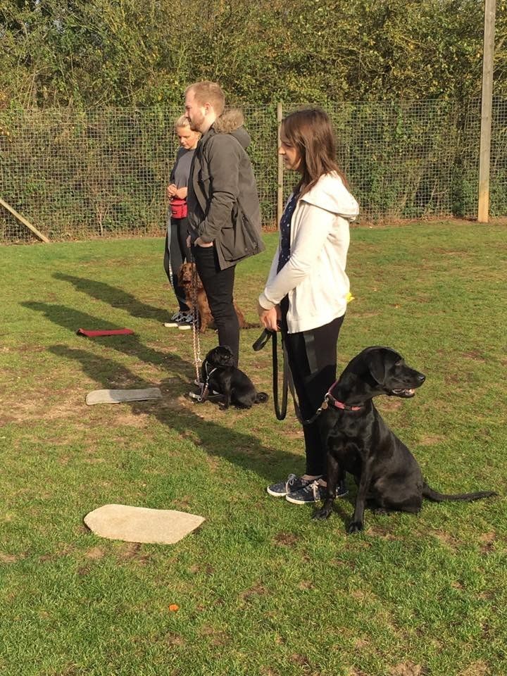 obedience training classes at Barehams Boarding & Daycare Centre Orsett, Grays, Thurrock