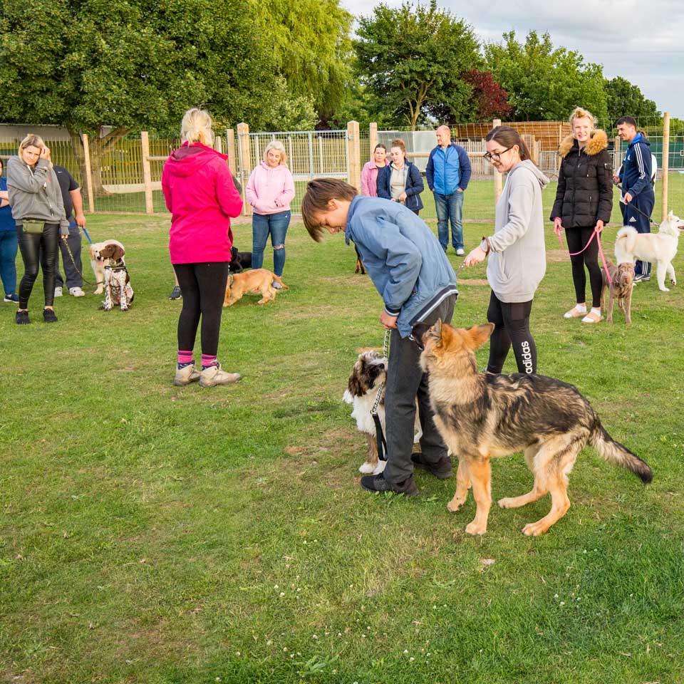 obedience training classes at Barehams Boarding & Daycare Centre Orsett, Grays, Thurrock