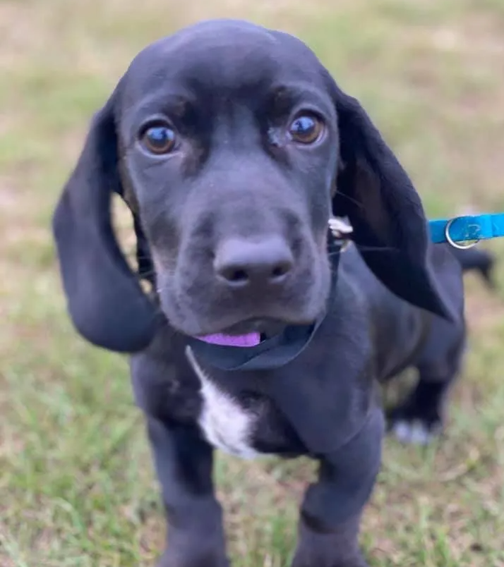A black puppy with long ears is standing in the grass on a leash.