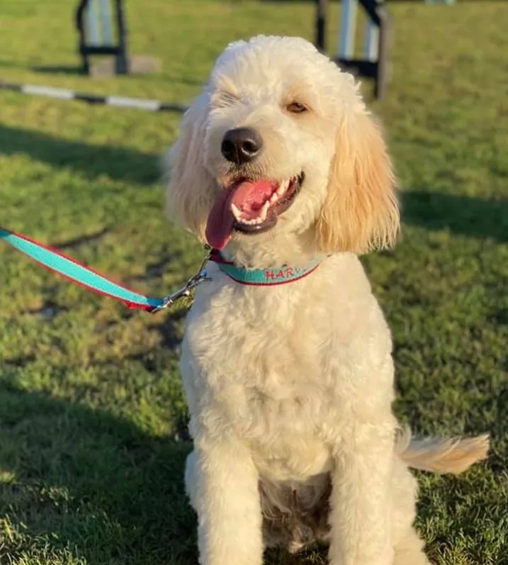 A white poodle is sitting in the grass on a leash.