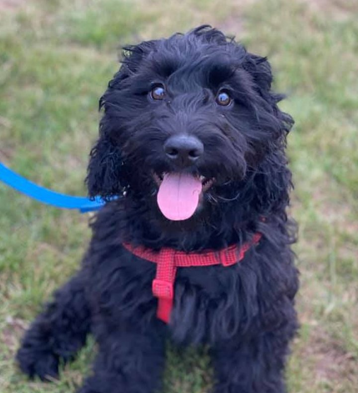A black dog with a pink tongue is sitting in the grass on a leash.