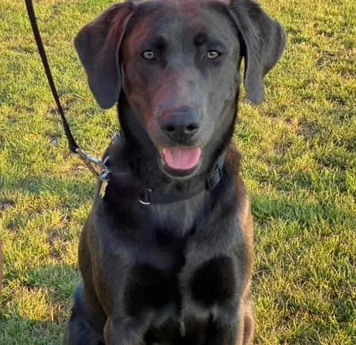 A black dog on a leash is sitting in the grass