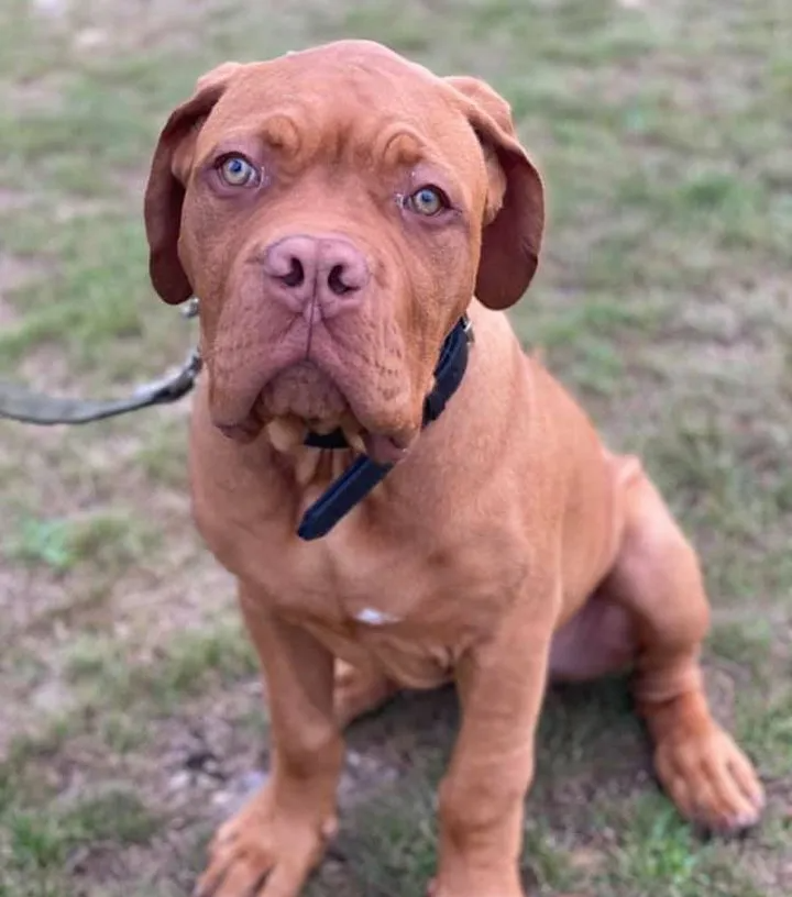 A brown dog wearing a black collar is sitting in the grass looking at the camera.