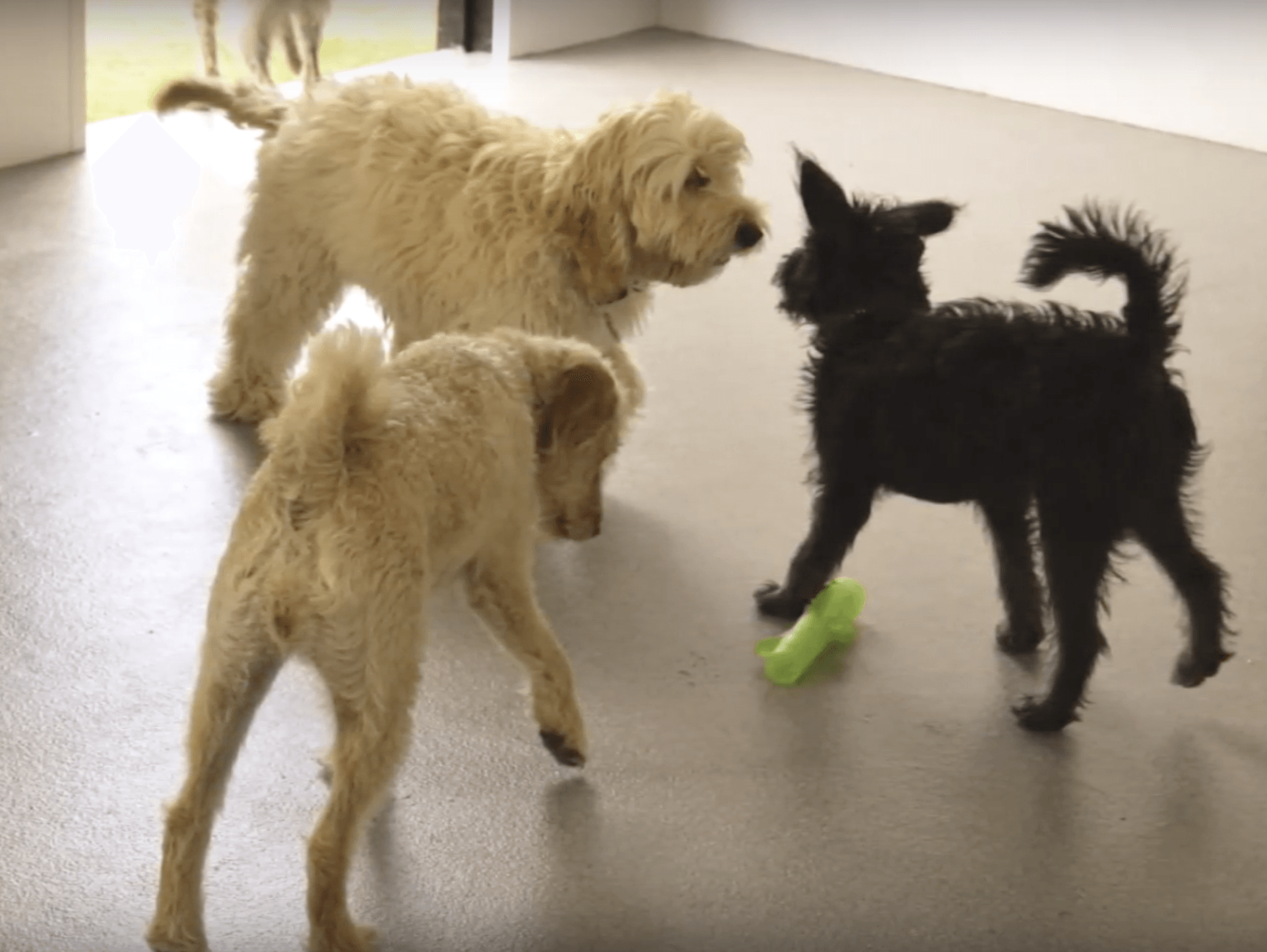 Three dogs are playing with a green toy on the floor.