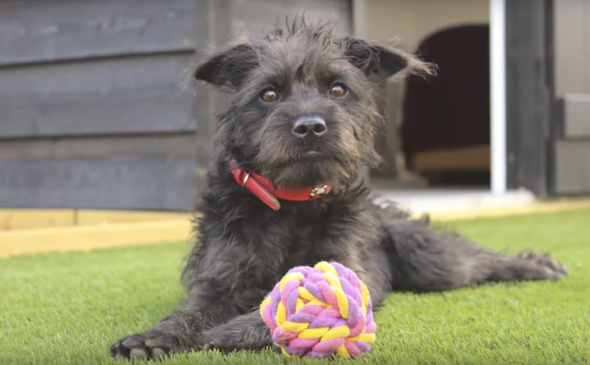 A black dog is laying on the grass next to a purple and yellow ball.
