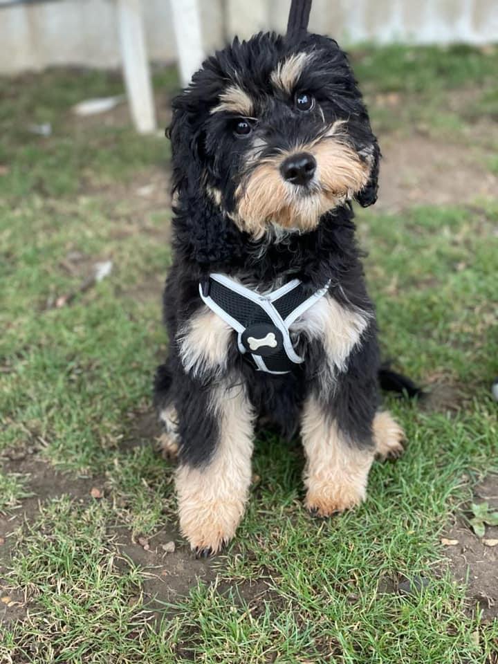 A small black and brown dog wearing a harness is sitting in the grass.