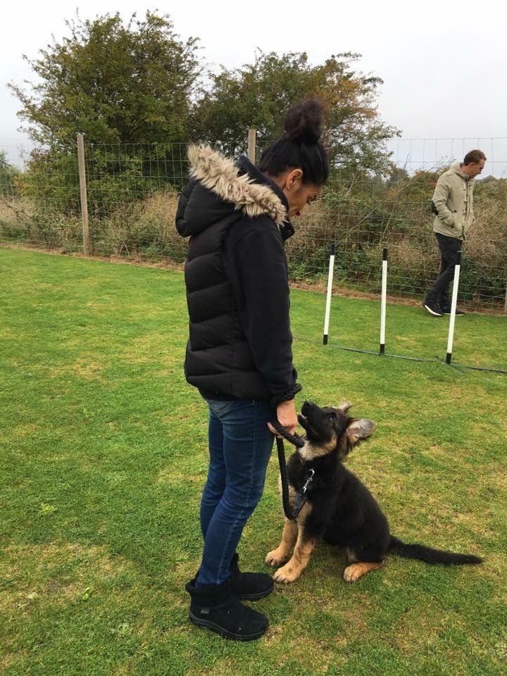 Puppy training classes at Barehams Boarding & Daycare Centre Orsett, Grays, Thurrock