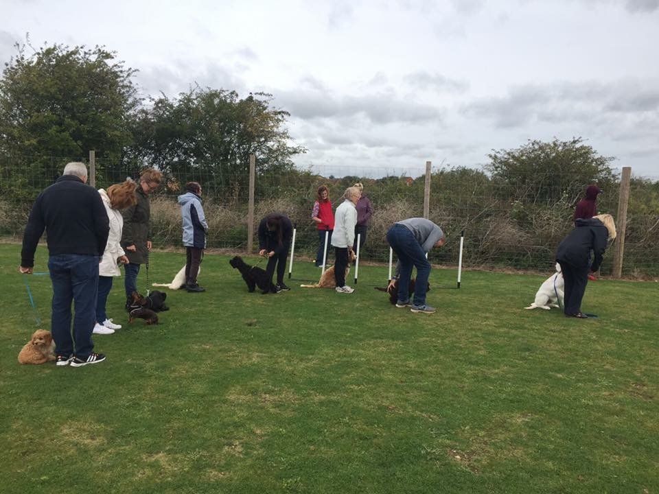 Puppy training classes at Barehams Boarding & Daycare Centre Orsett, Grays, Thurrock