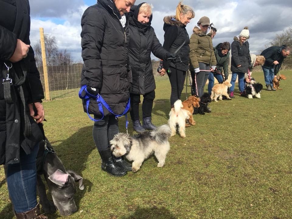 Puppy training classes at Barehams Boarding & Daycare Centre Orsett, Grays, Thurrock