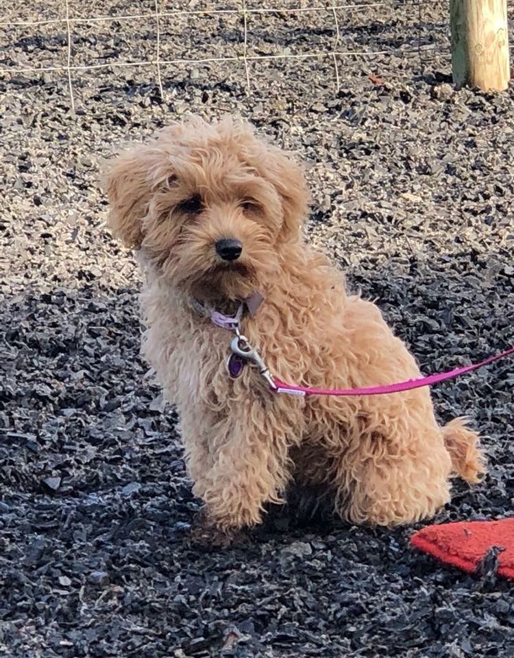 Puppy training classes at Barehams Boarding & Daycare Centre Orsett, Grays, Thurrock