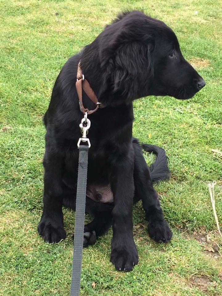 Puppy training classes at Barehams Boarding & Daycare Centre Orsett, Grays, Thurrock