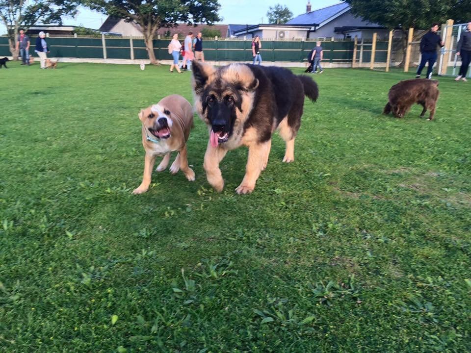 Puppy training classes at Barehams Boarding & Daycare Centre Orsett, Grays, Thurrock