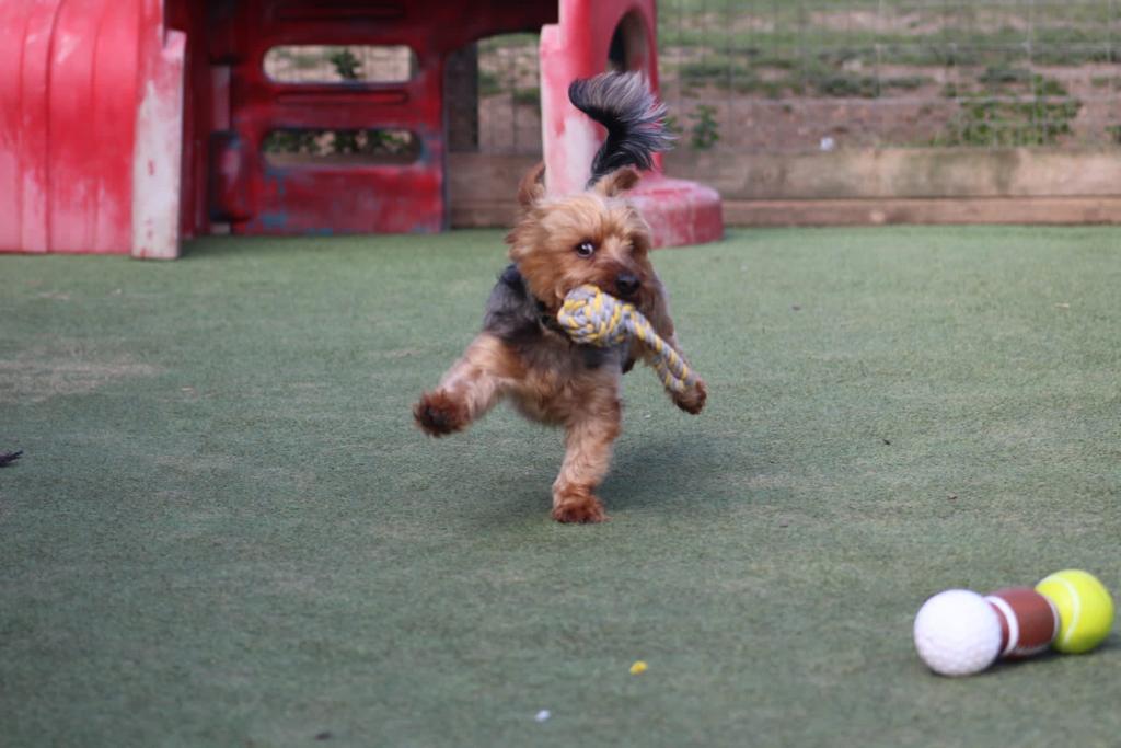 A small dog is running with a tennis ball in its mouth.
