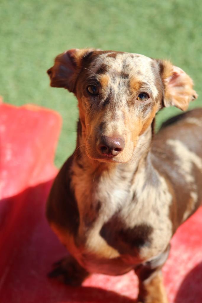 A brown and white dachshund is standing on a red surface and looking at the camera.