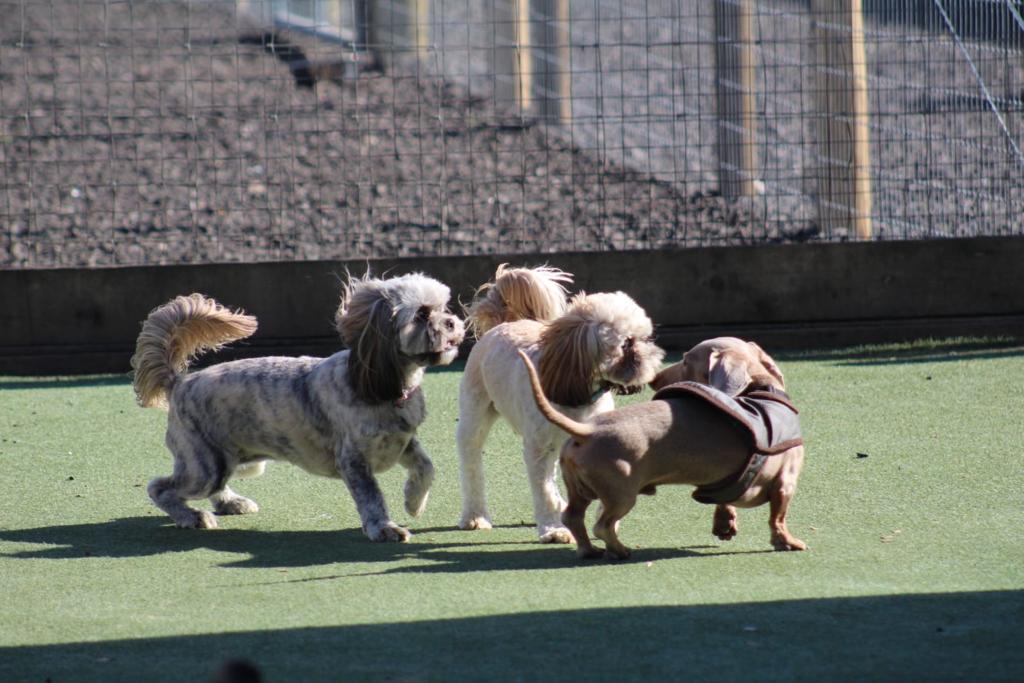 Puppy social classes . A fun place where they will have plenty of exercise Barehams Day Care orsett Grays Thurrock