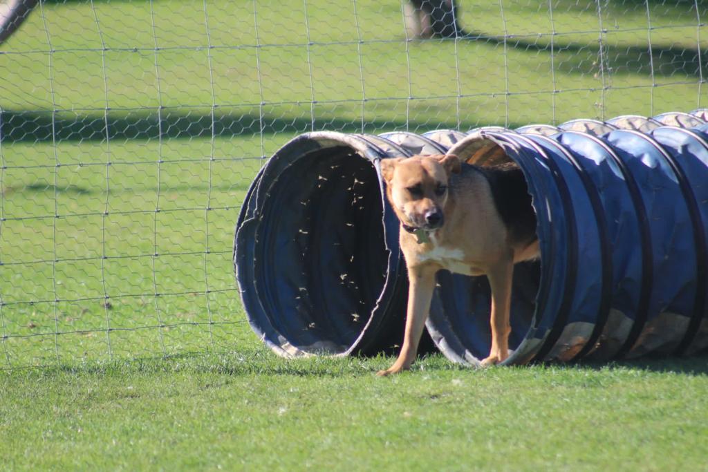 A dog is walking through a blue tunnel.