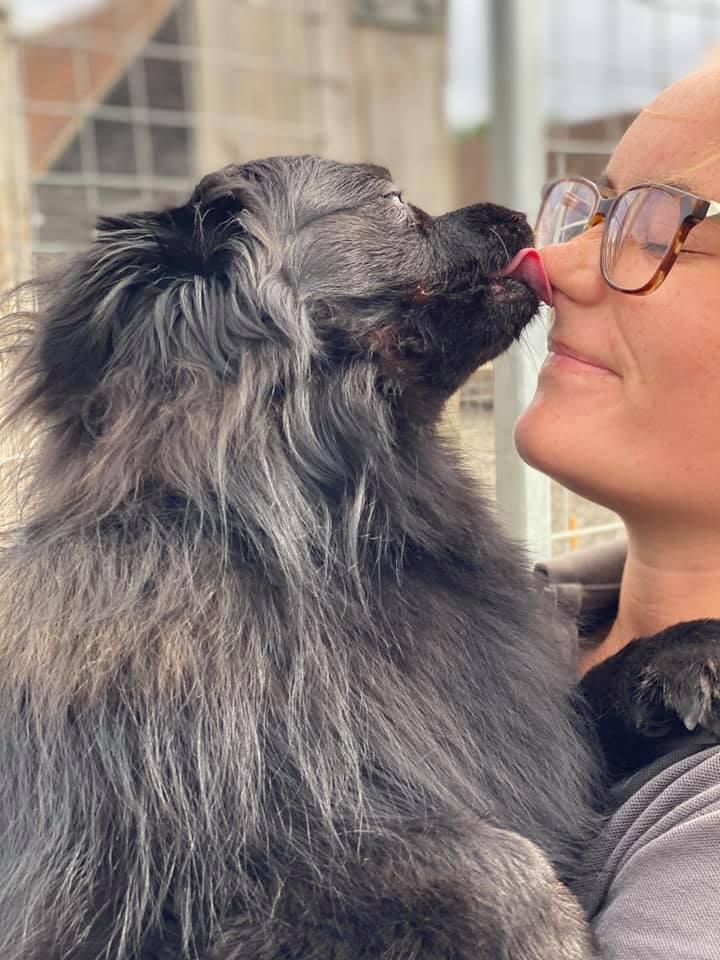 A Barehams' worker is holding a dog that is licking her nose.