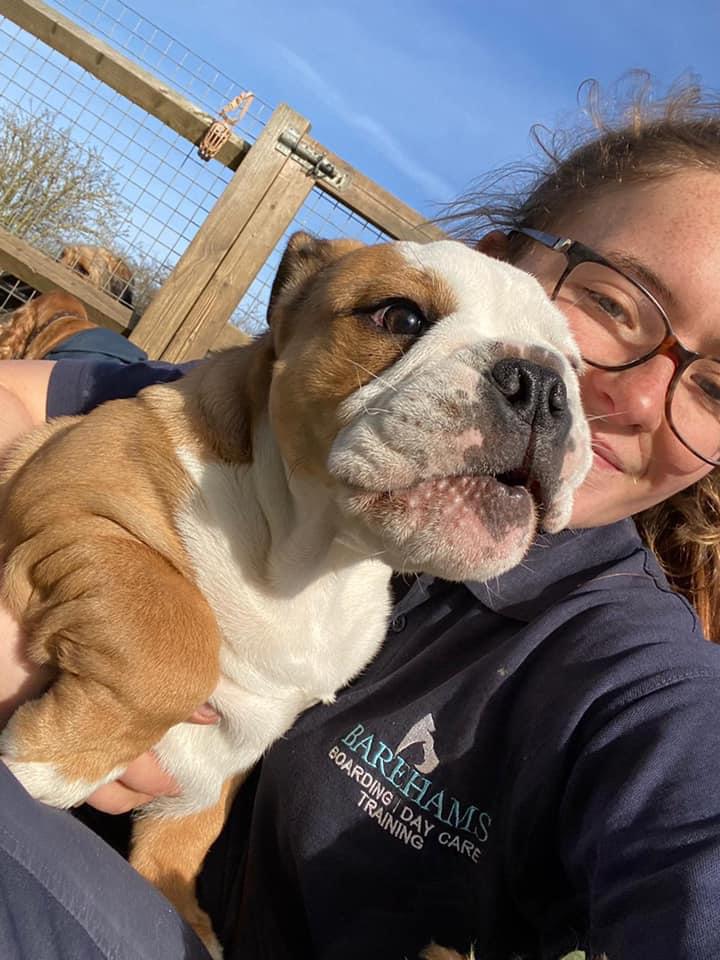 A woman is holding a brown and white bulldog puppy.