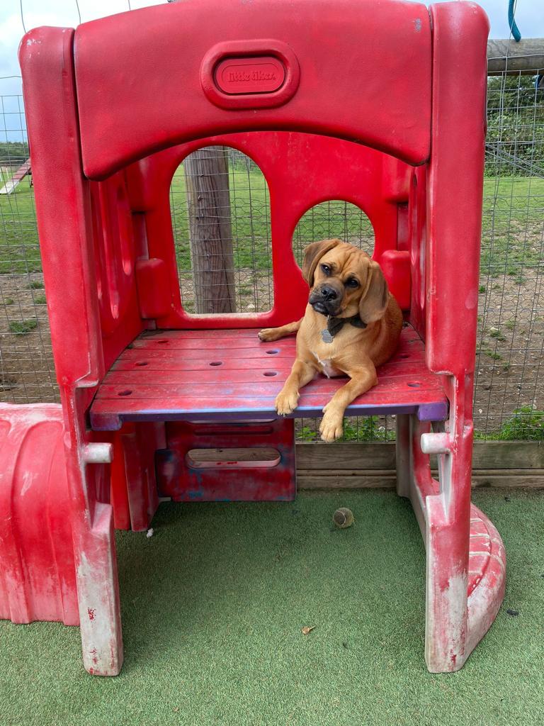 A dog is laying on top of a red playground structure.