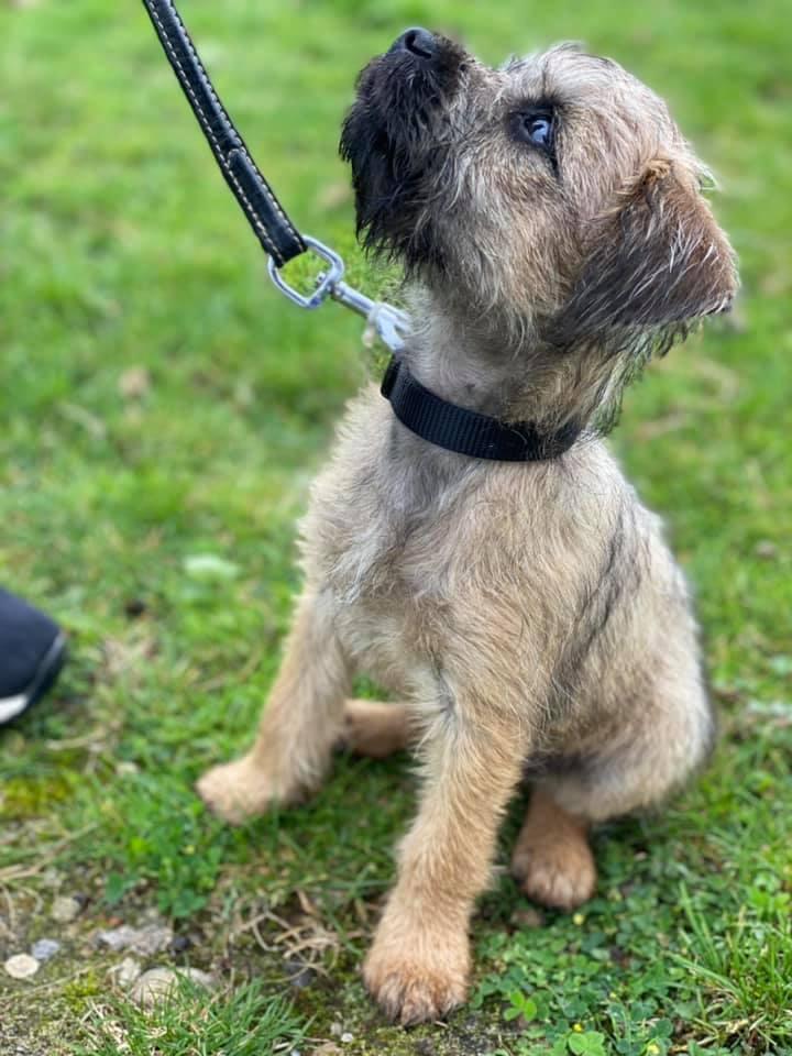 Puppy Training Classes Orsett Grays Thurrock Barehams Boarding Kennels