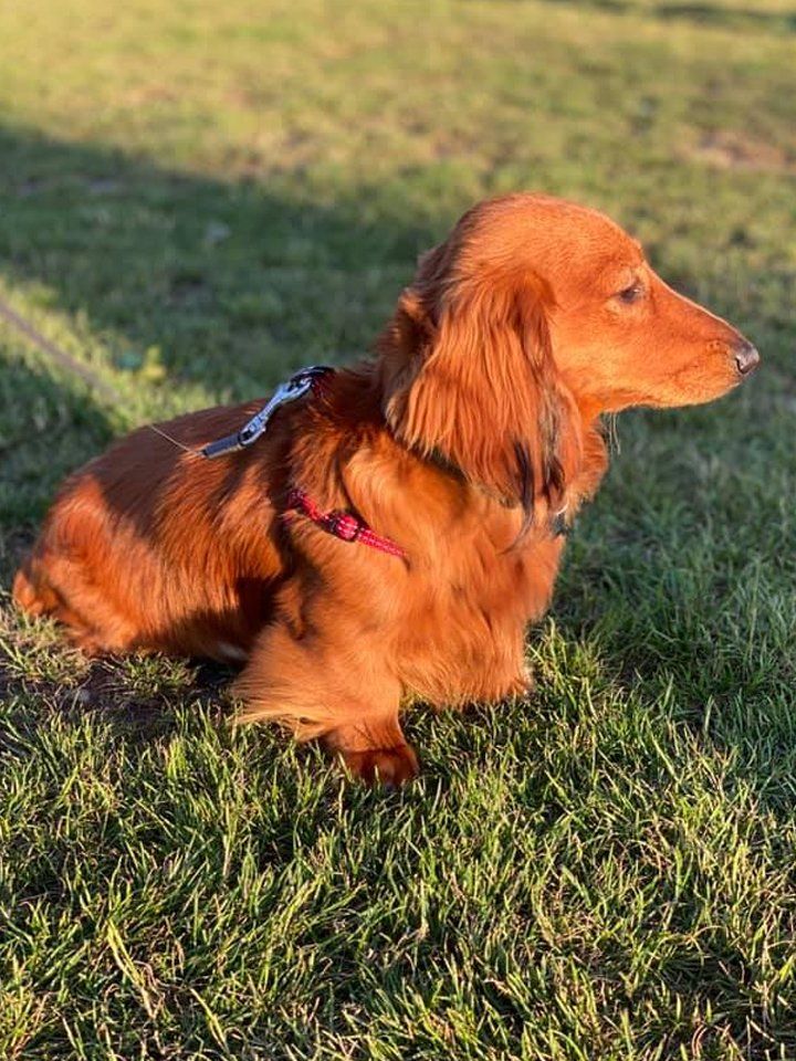 A dachshund is laying in the grass on a leash.