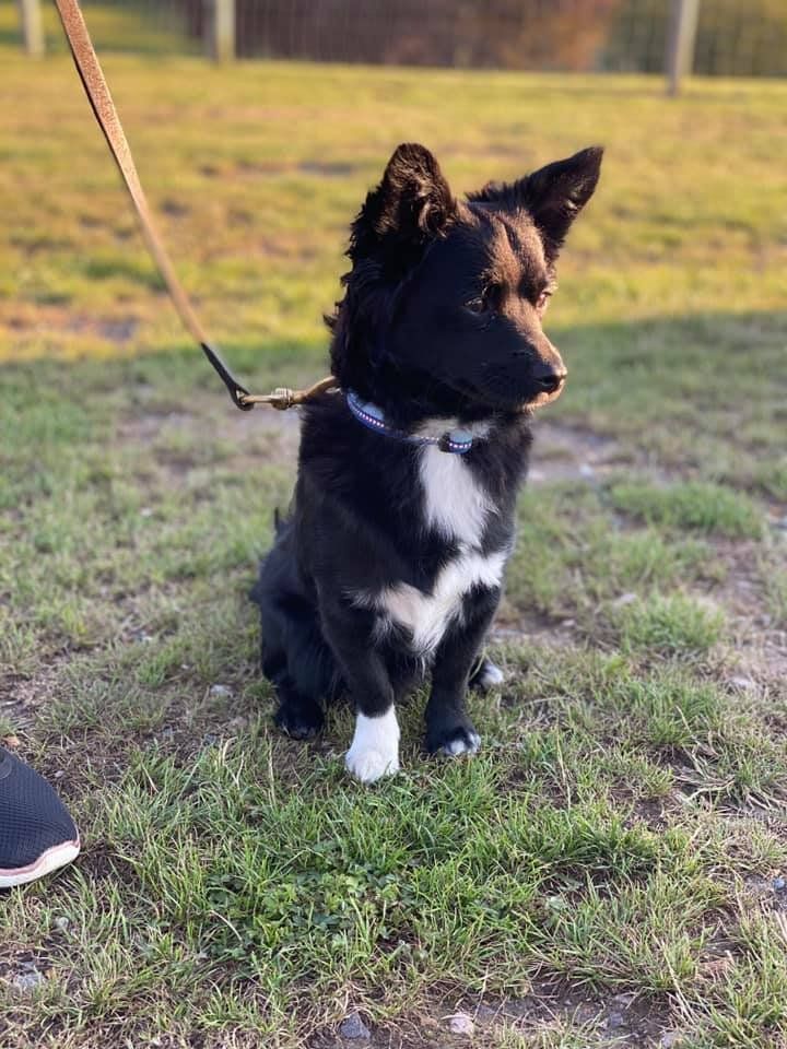 A black and white dog is sitting in the grass on a leash.