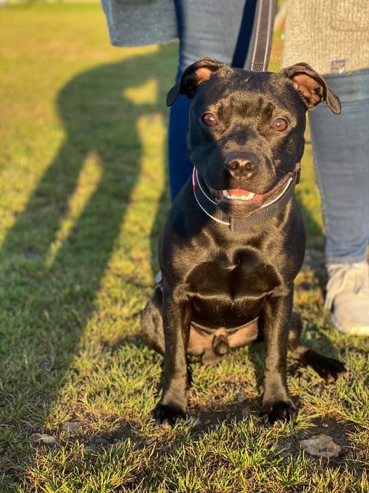 A black dog is sitting in the grass next to a person.