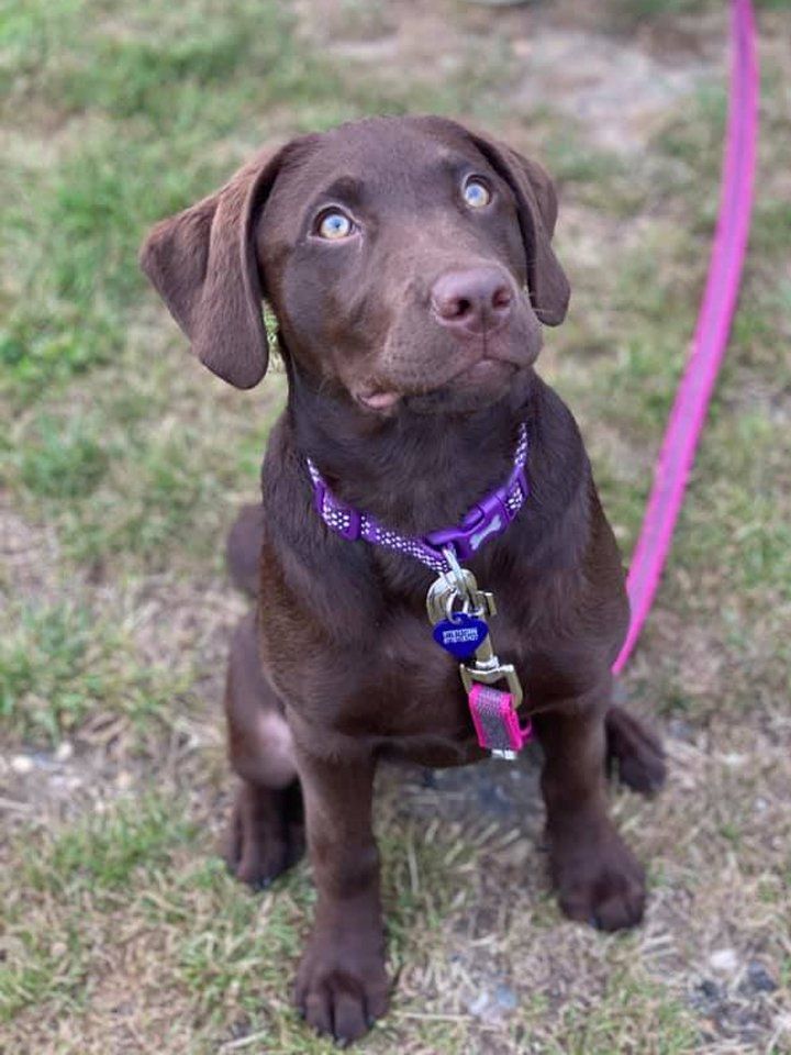 A brown dog wearing a purple collar and a pink leash is sitting in the grass.