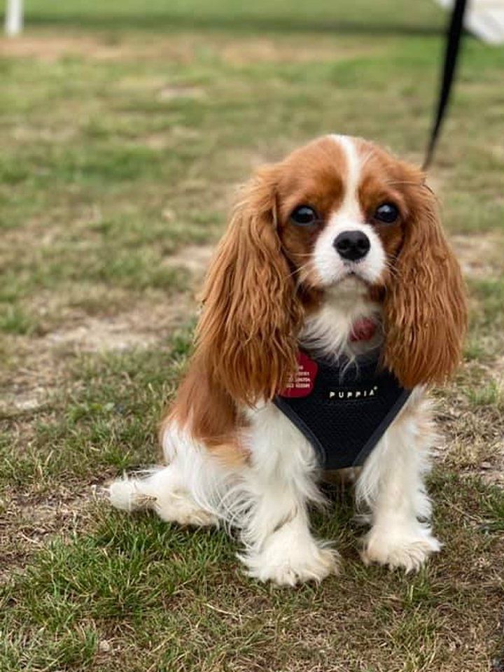 A cavalier king charles spaniel is sitting in the grass wearing a harness.